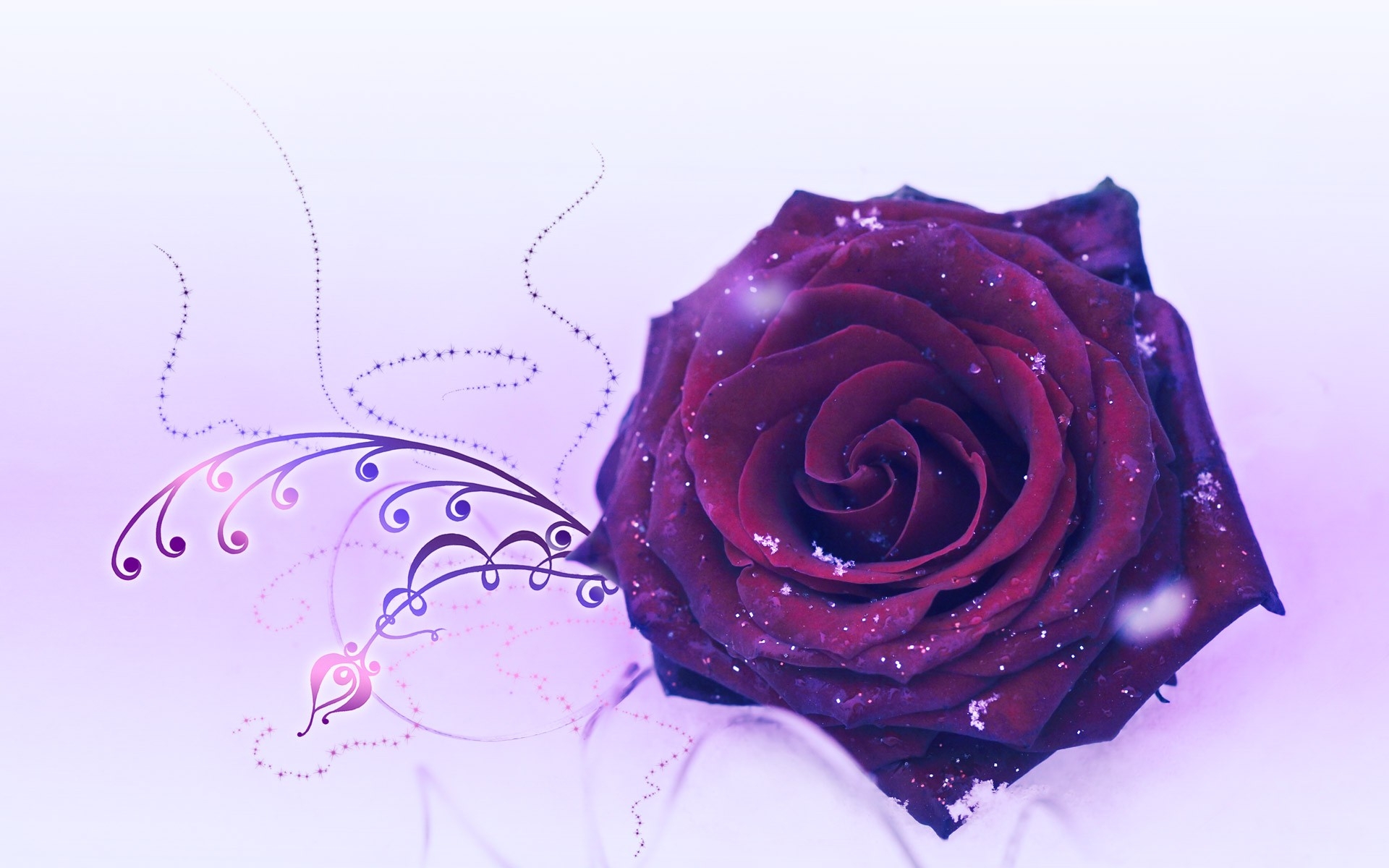 Purple Rose Wallpaper HD Early