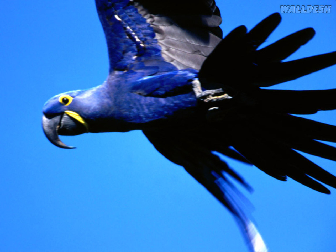 Papel de parede Flight Hyacinth Macaw fotos grtis para computador