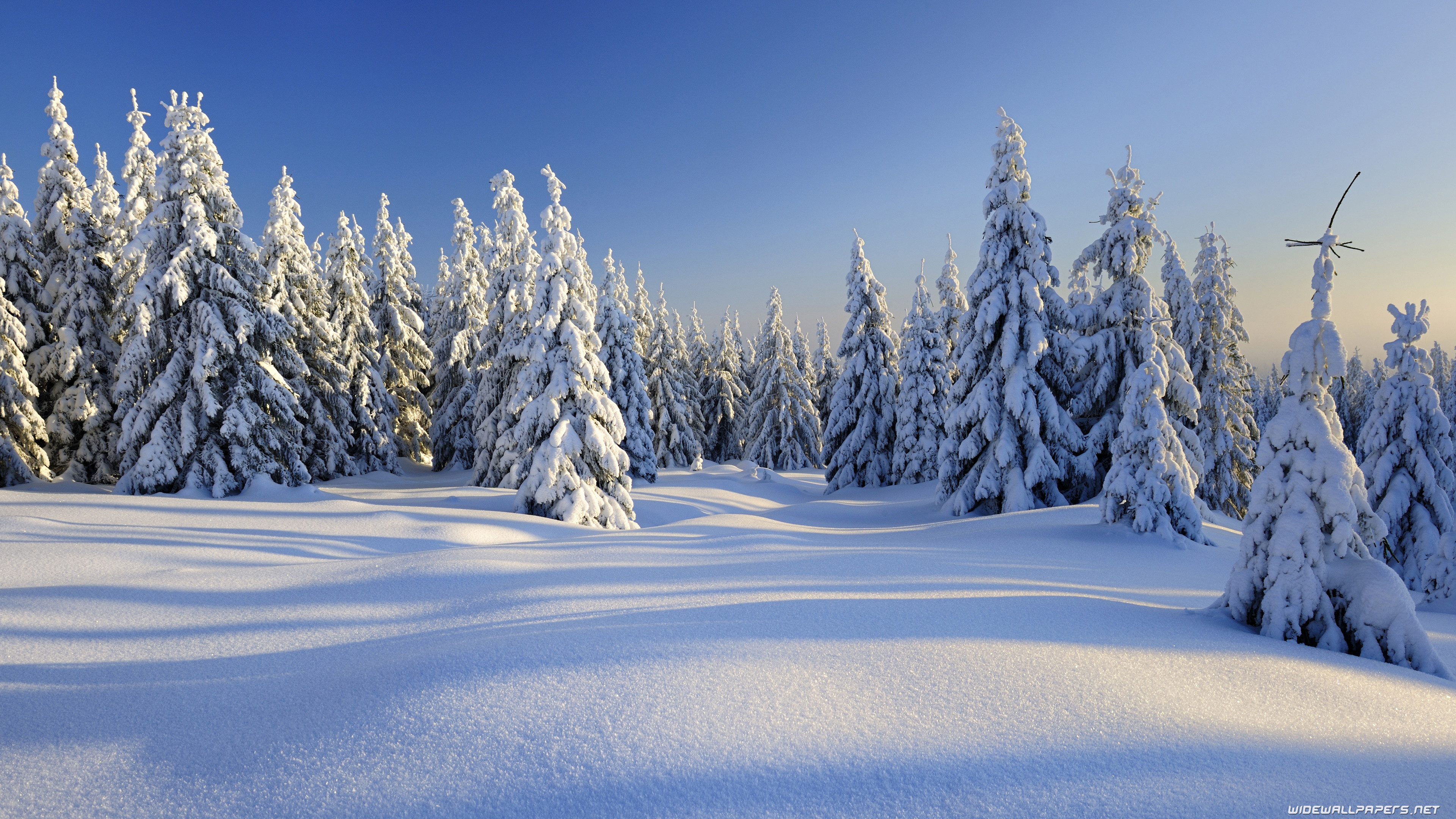 A breathtaking winter landscape with snow-covered pine trees under a clear blue sky