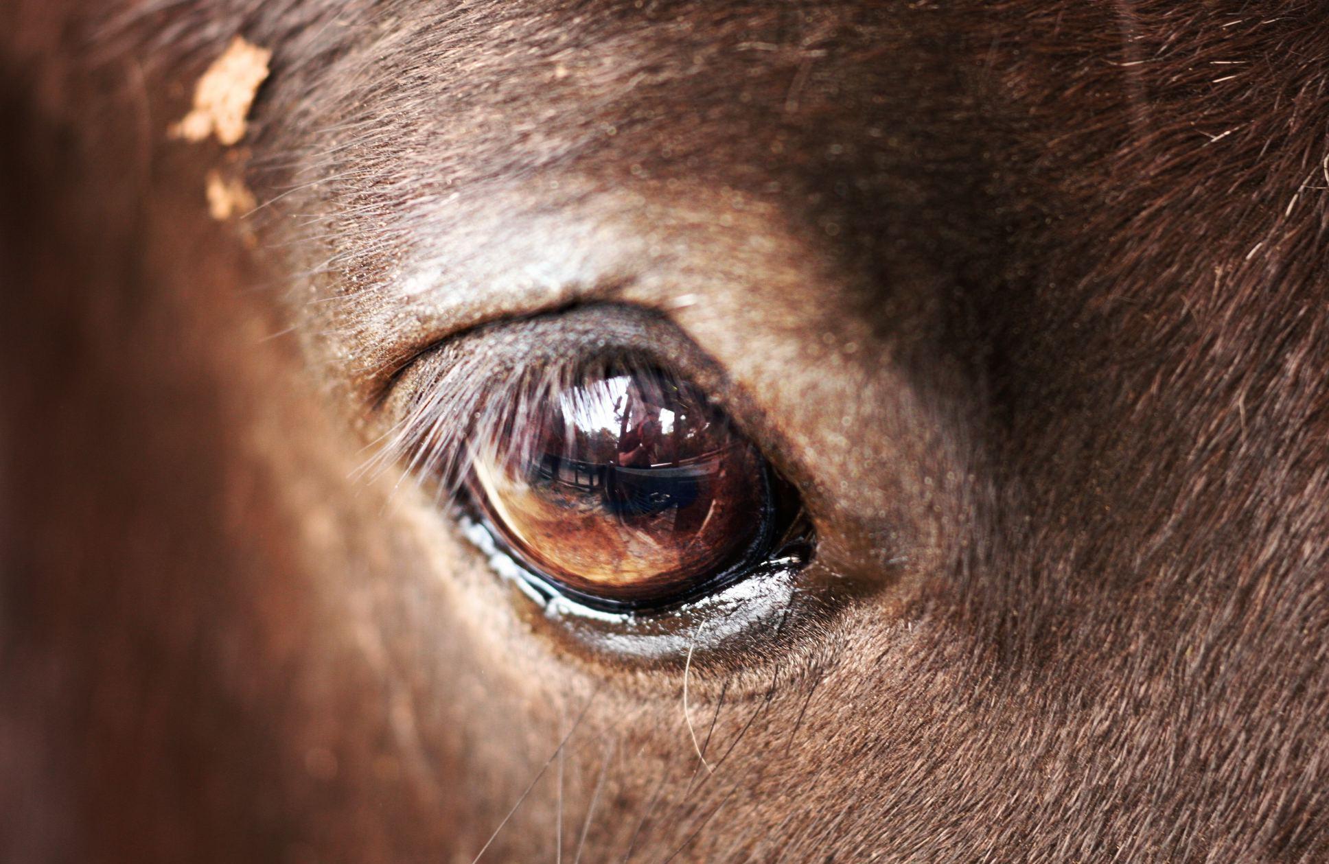 Horse Eye Close Up Wallpaper