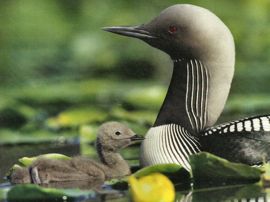 Pacific Loon Wallpaper
