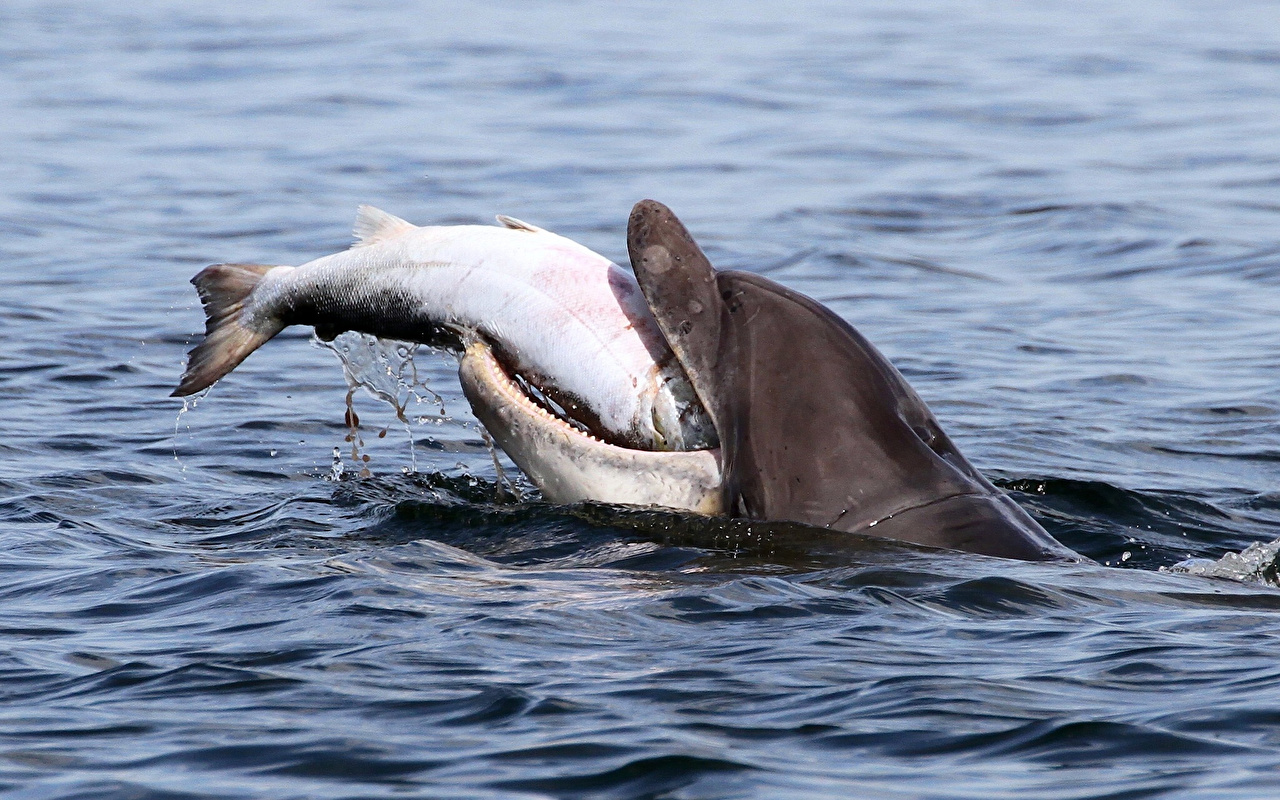 Desktop Wallpaper Animal Fish Dolphins Water Hunt