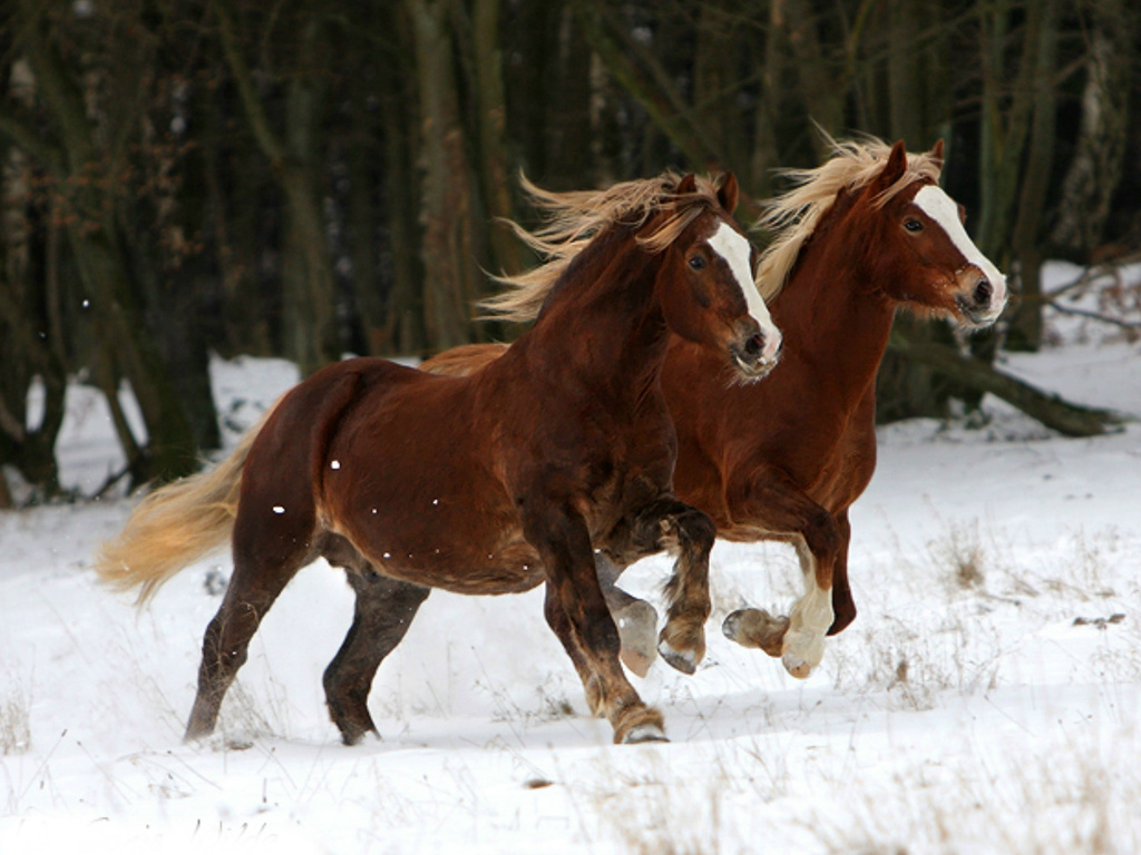 Horses In The Snow Wallpaper