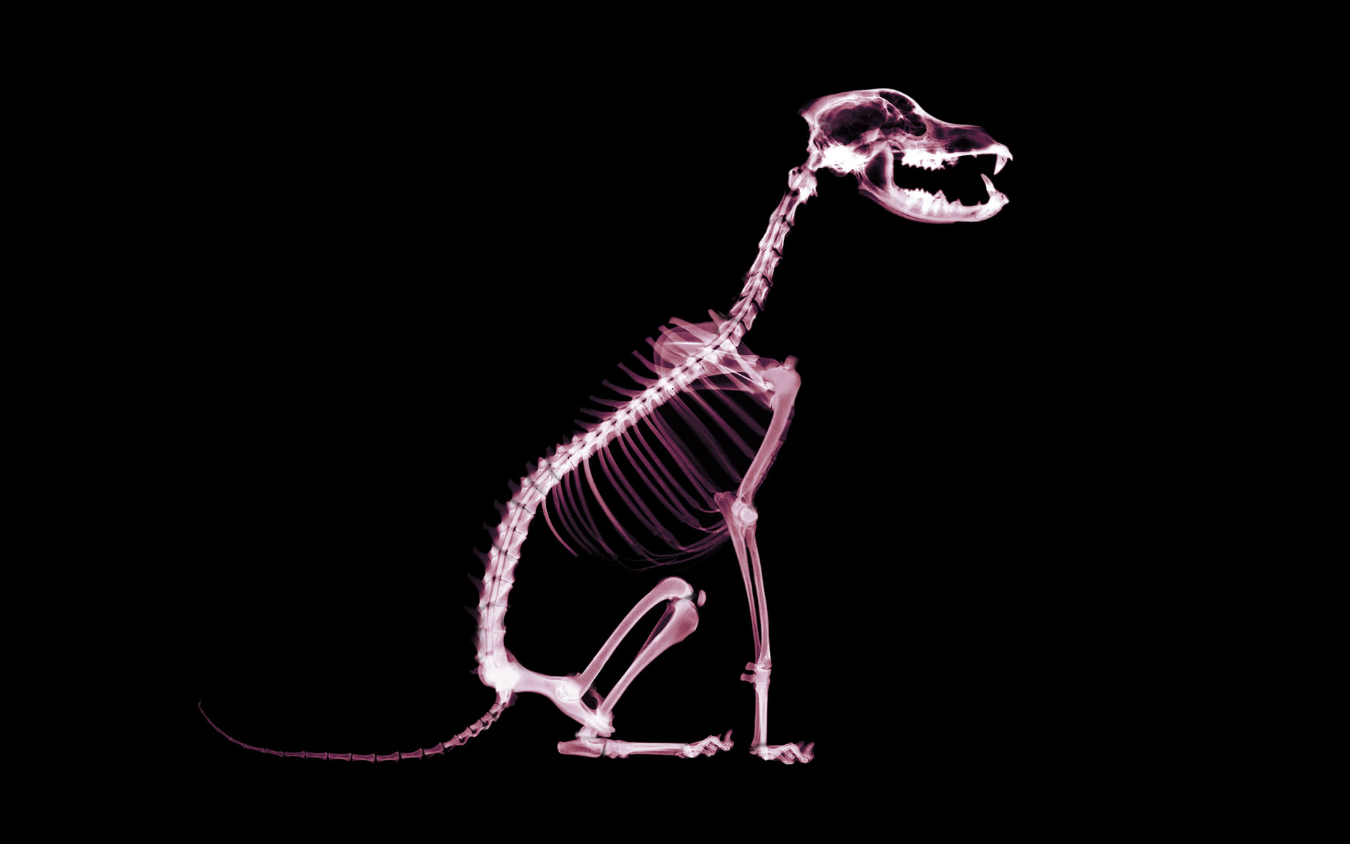 Skeleton Dog Wallpaper And Image Pictures Photos