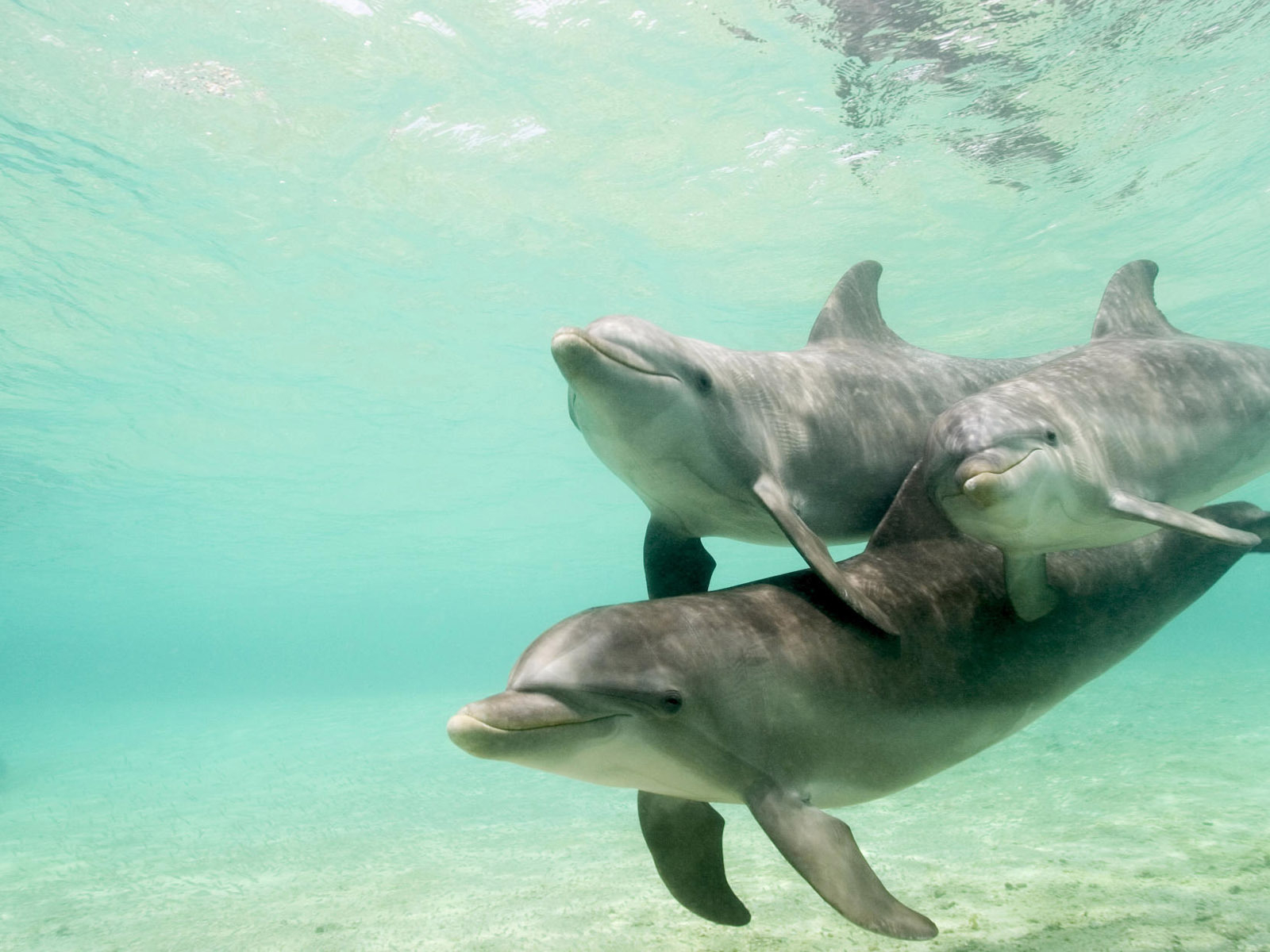 HD Desktop Wallpaper Dolphin Dolphins