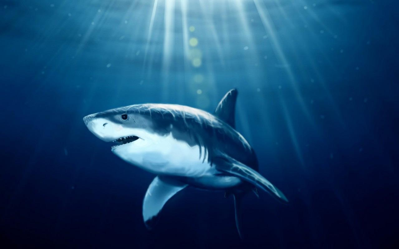 sharks 3d google