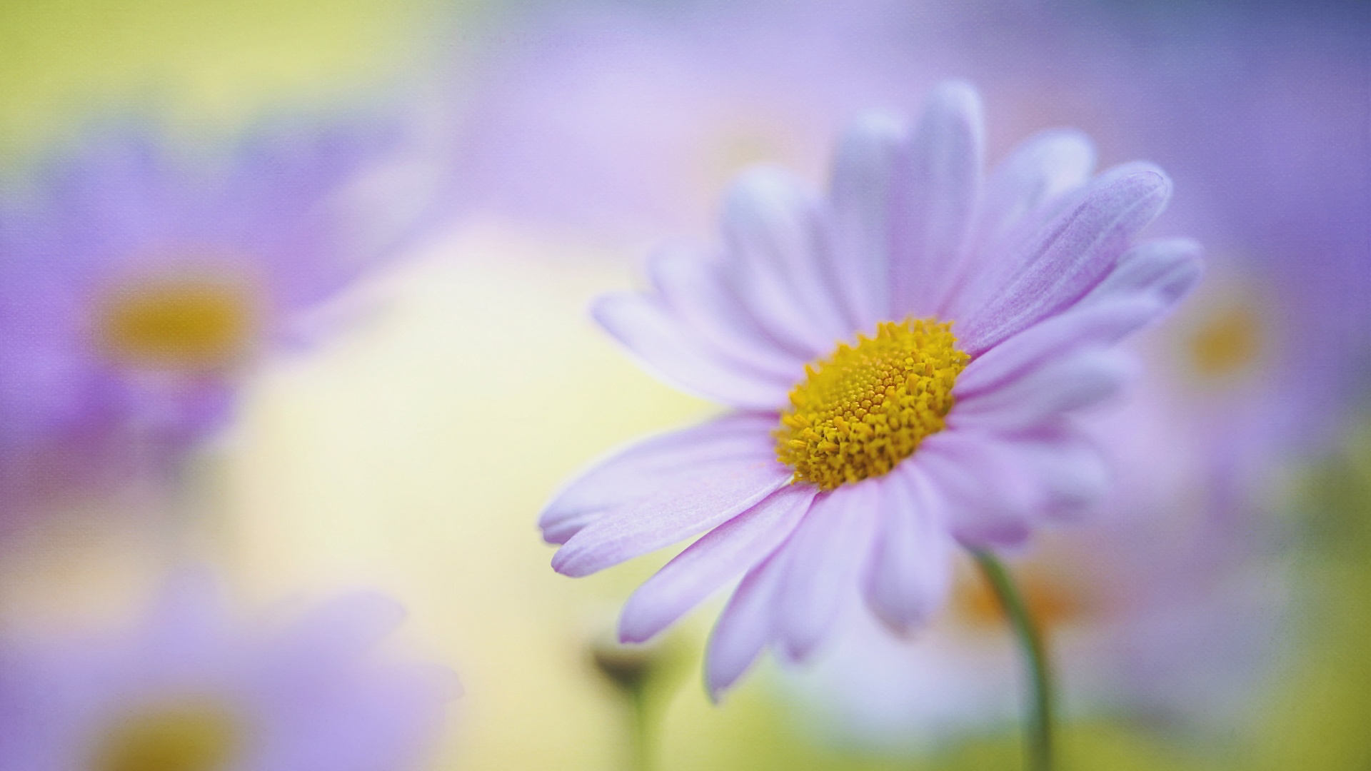 Desktop Daisy HD Wallpaper