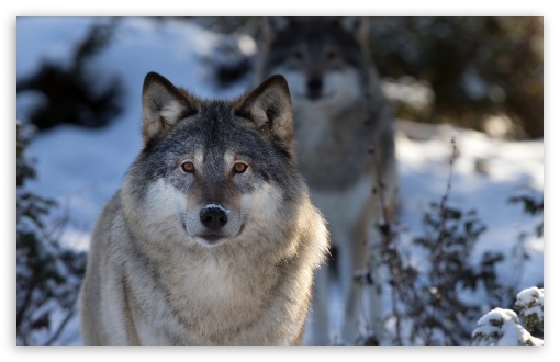 HD Wolf Wallpapers 1080p - WallpaperSafari