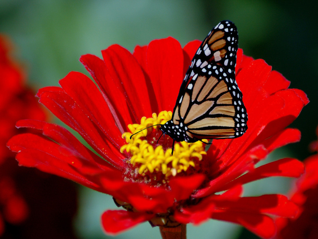 Flower Wallpaper 2c Beautiful