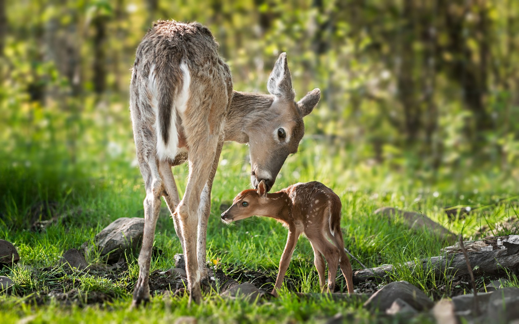 Beautiful Mom White Tailed Deer Cleaning Her Baby