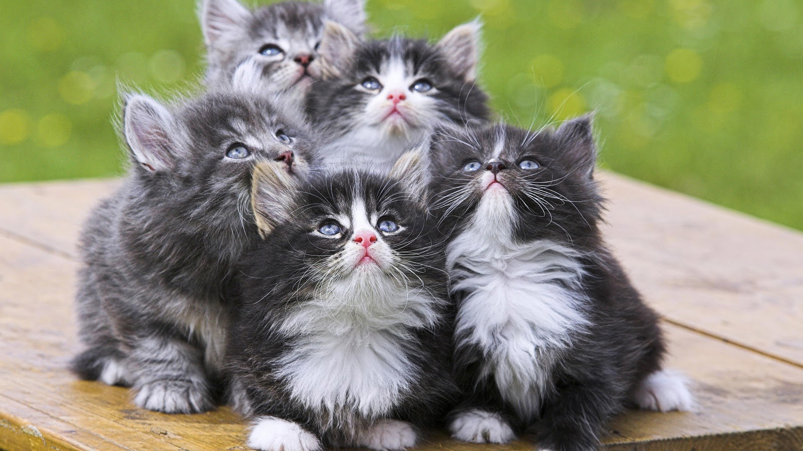 Kitten Achtergronden Jonge Katjes HD Kittens Wallpaper Foto Jpg