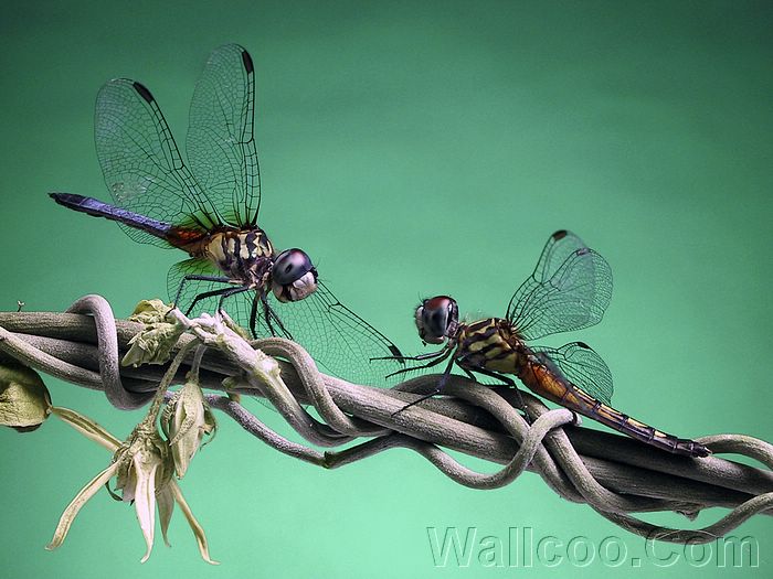 Funny Dragonfly Wallpaper Amazing