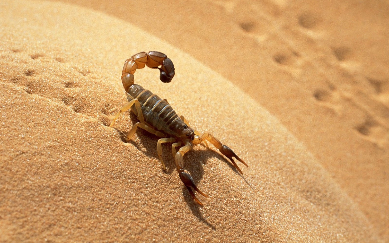 Wallpaper Of A Scorpion In The Desert HD Animals