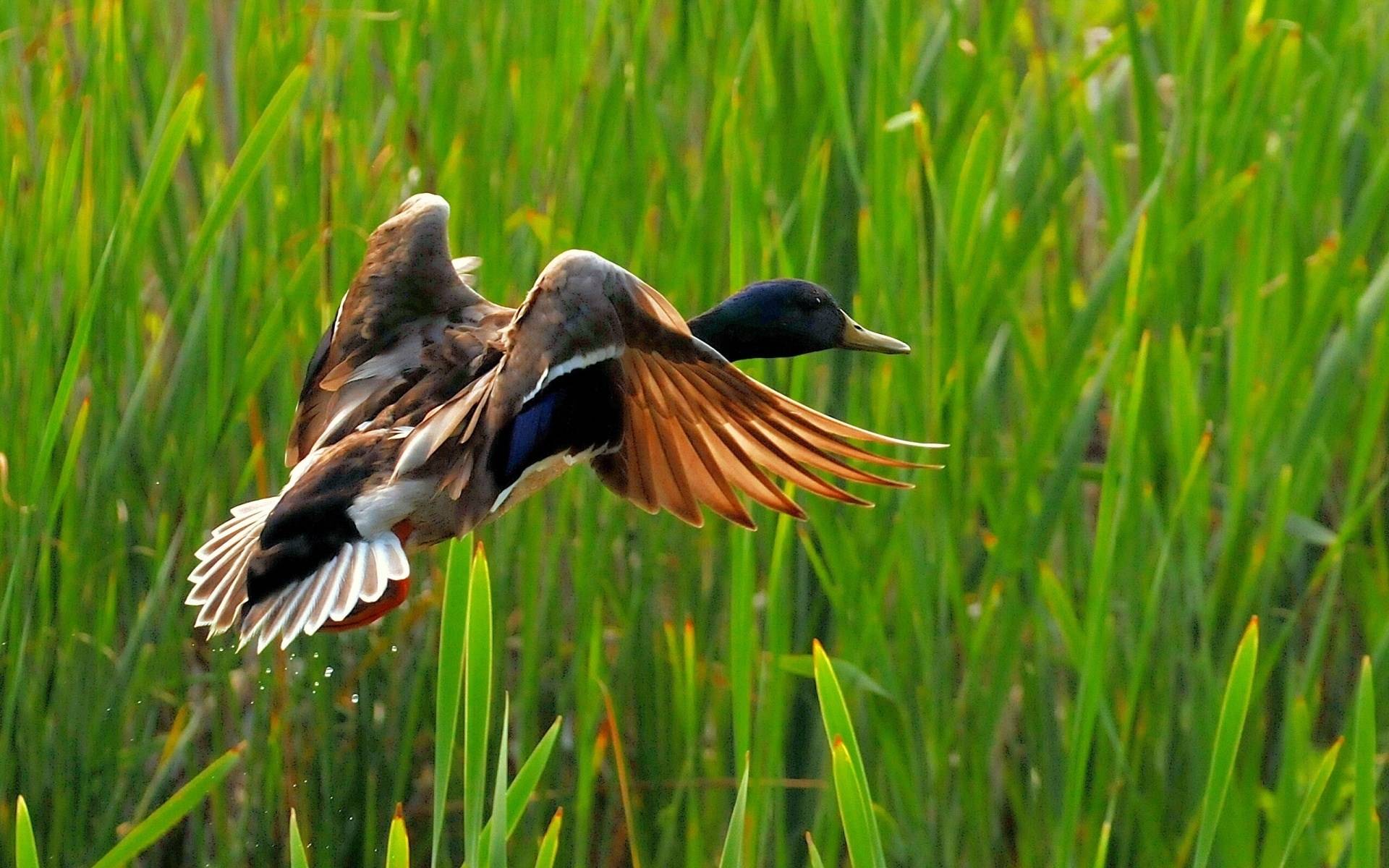 Wild Duck Flying Nature Wallpaper