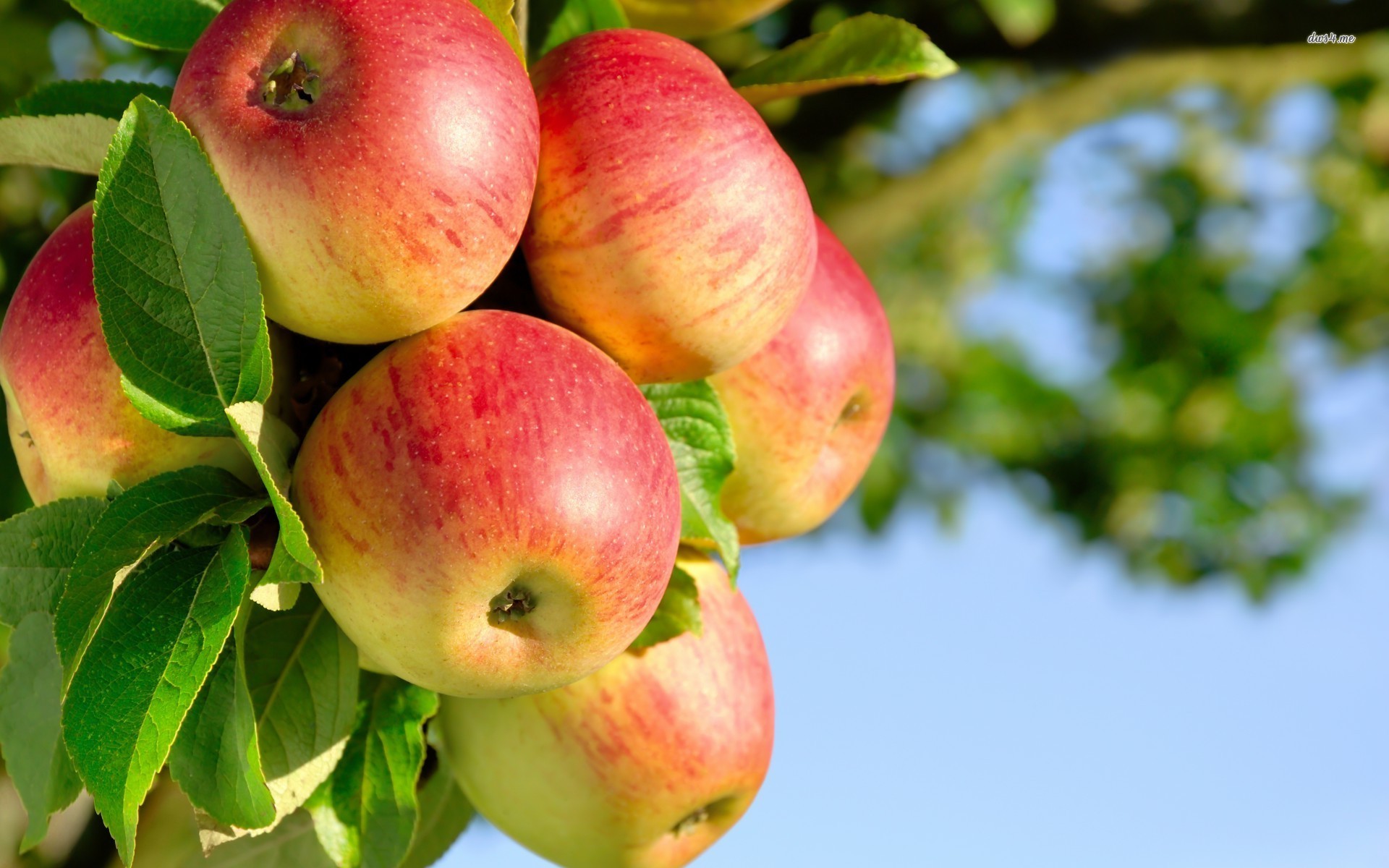 Apple Tree Wallpaper Photography