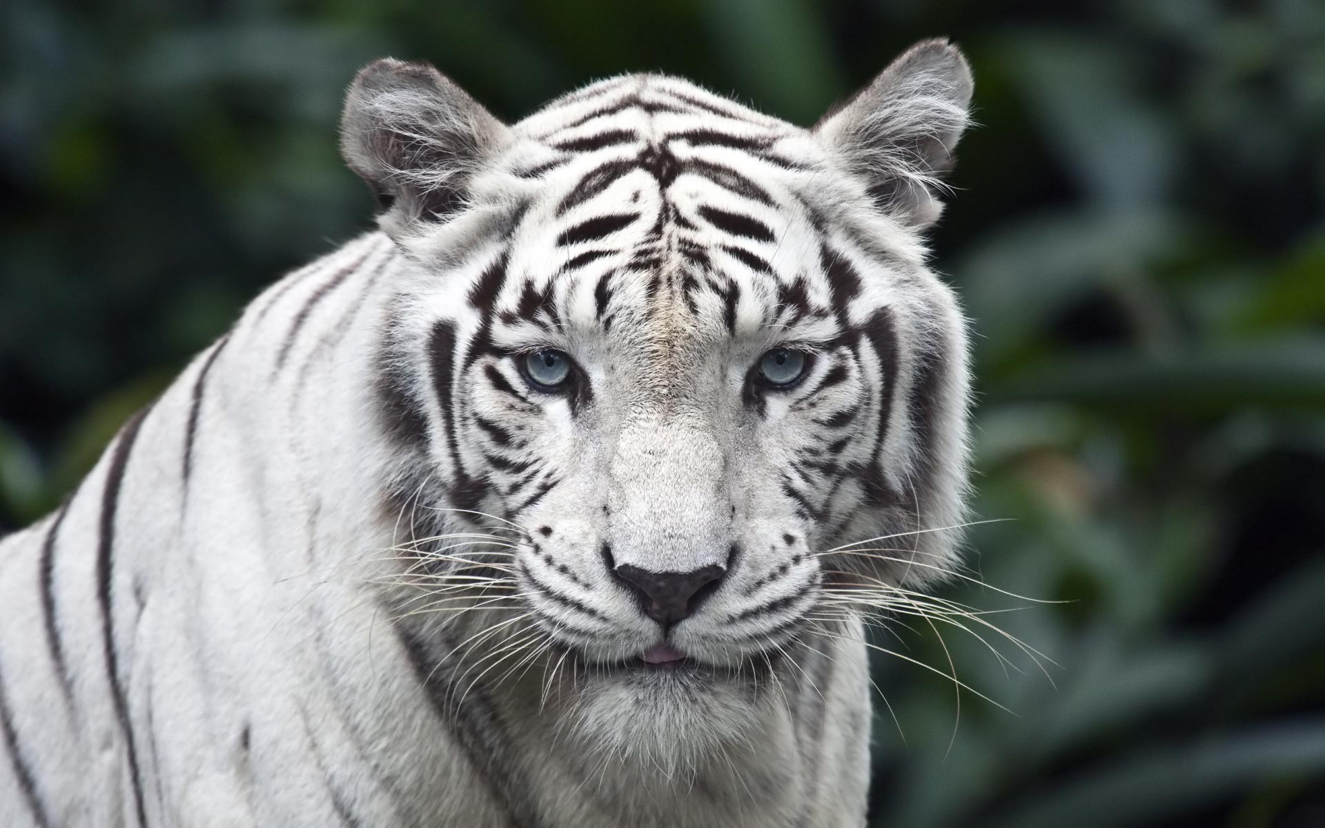 HD Wallpaper Animals White Siberian Tiger Widescreen