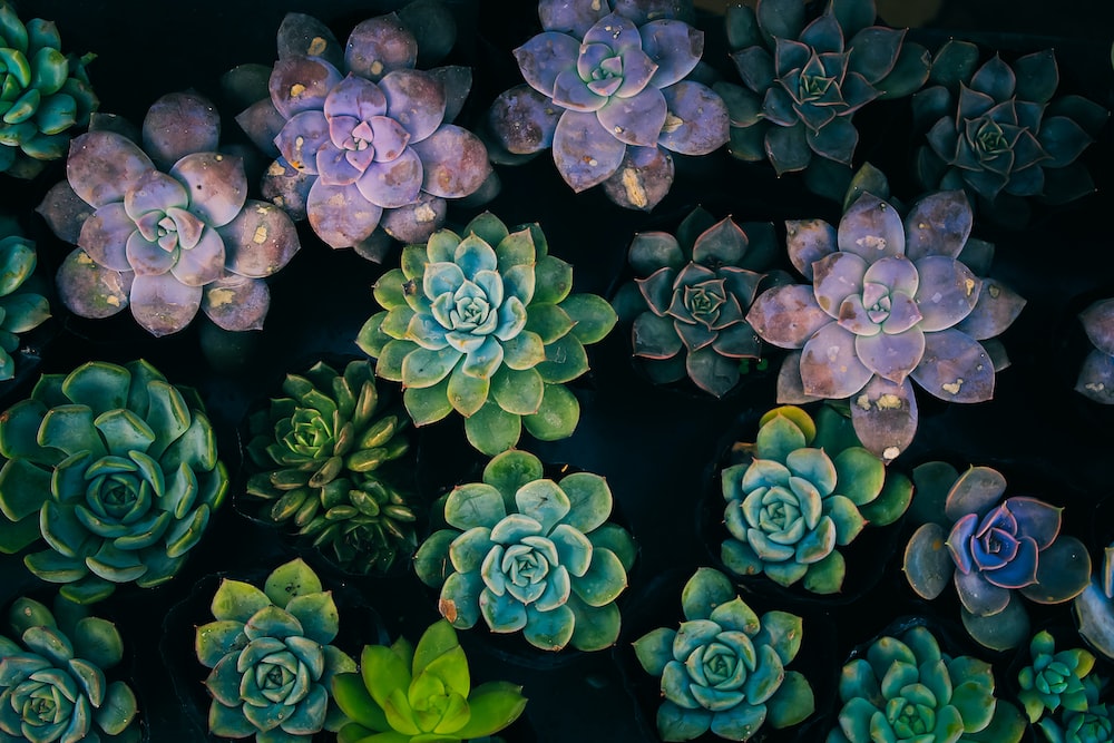 high angle view of succulent plants photo Free Image on