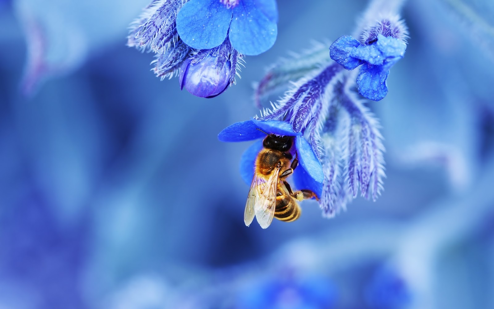 Honey Bee HD Wallpaper Beautiful