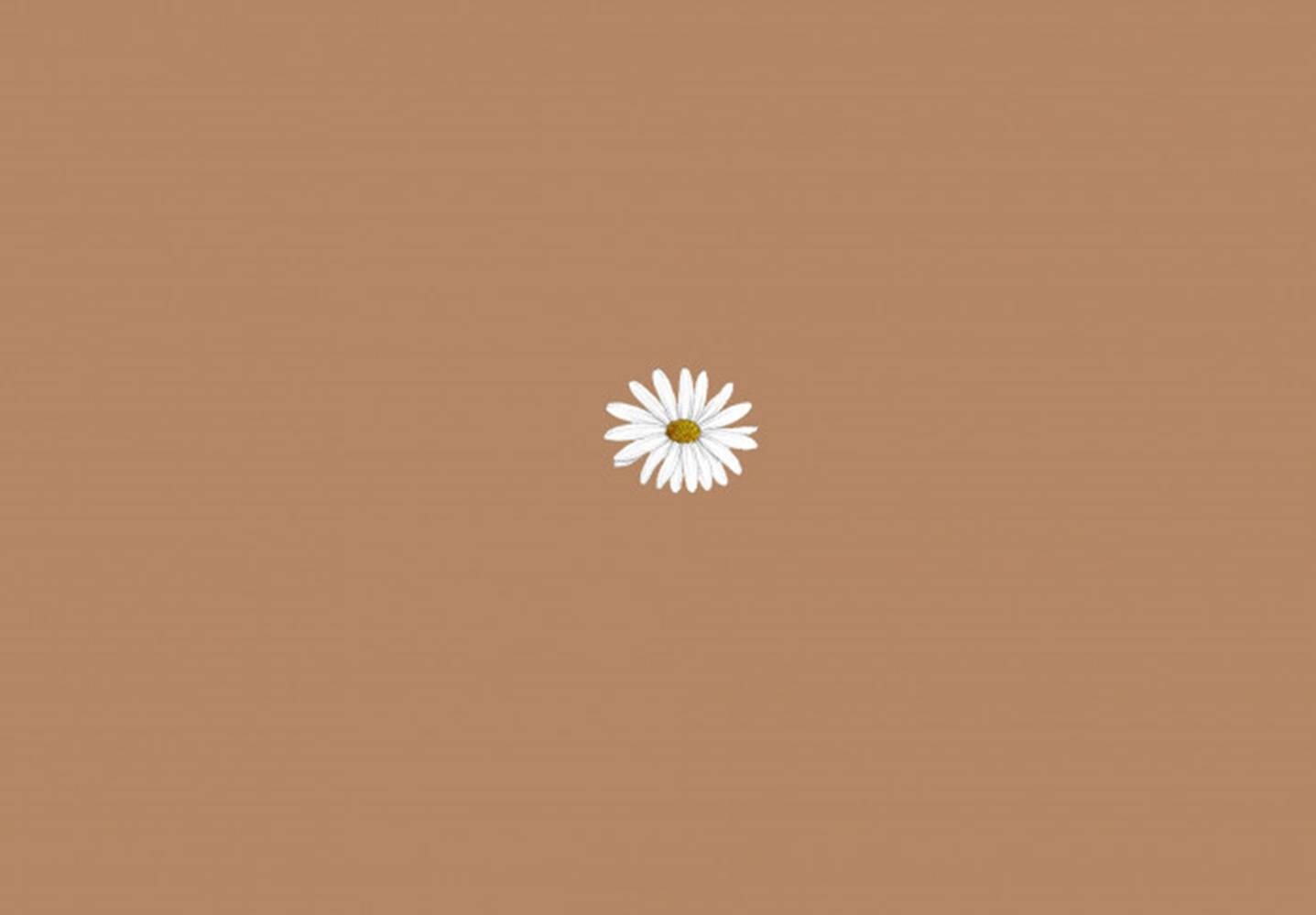 Download Soothing Brown Aesthetic Workspace with a Touch of Daisy