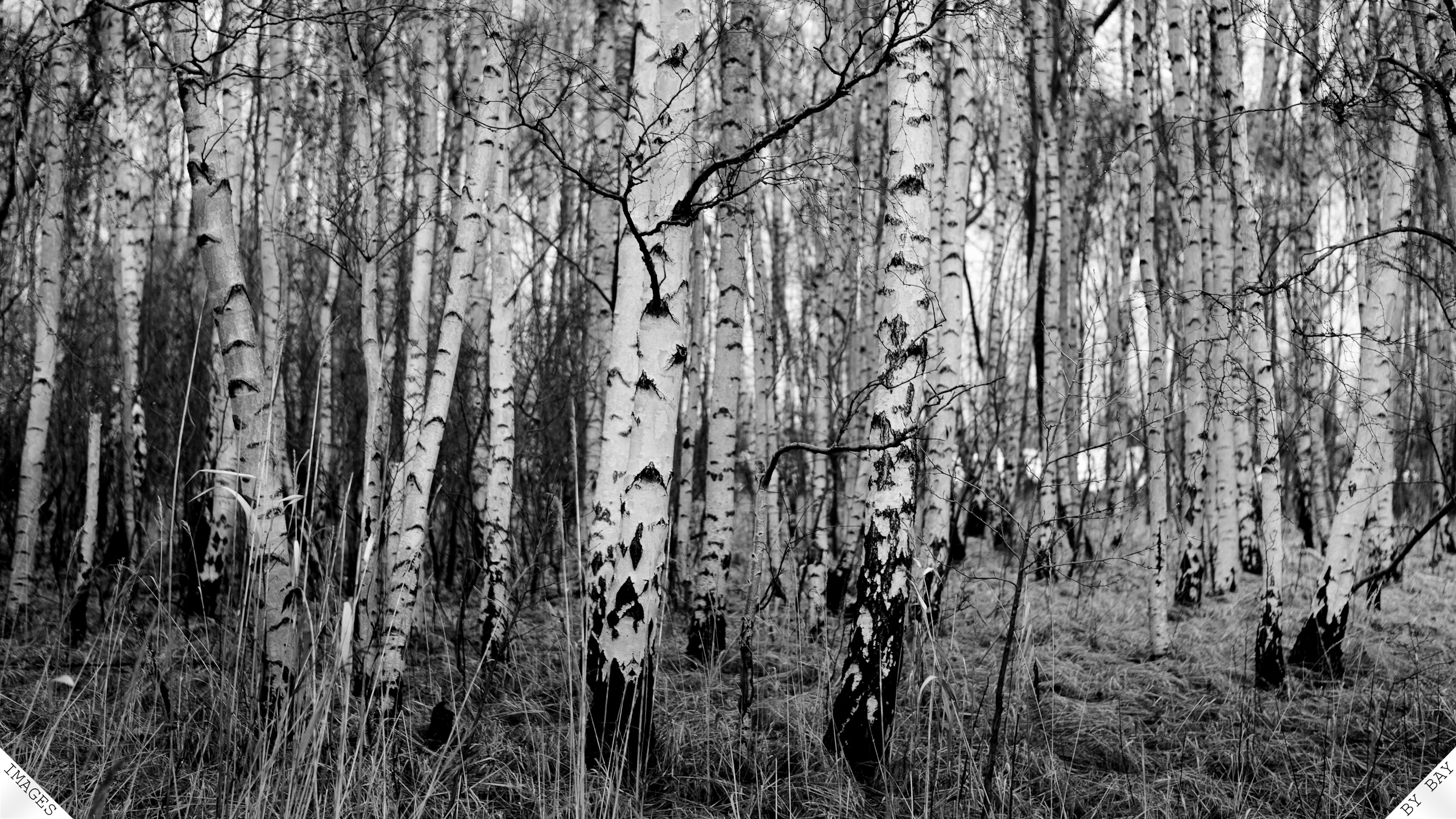 Natural Black White Birch Trees With Resolutions Pixel