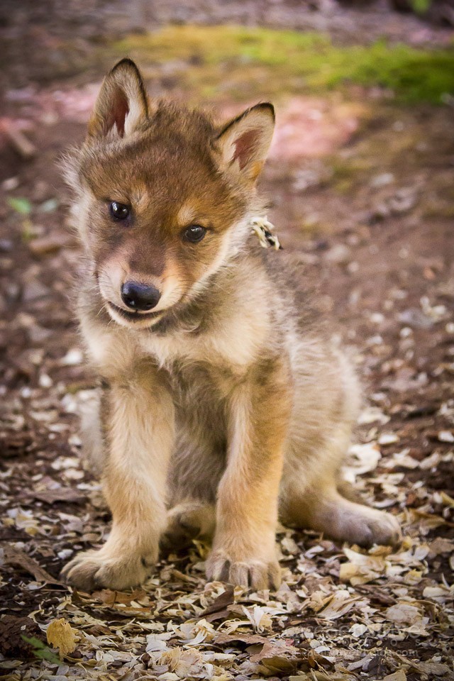 Image Gray Wolf Puppies Pc Android iPhone And iPad Wallpaper