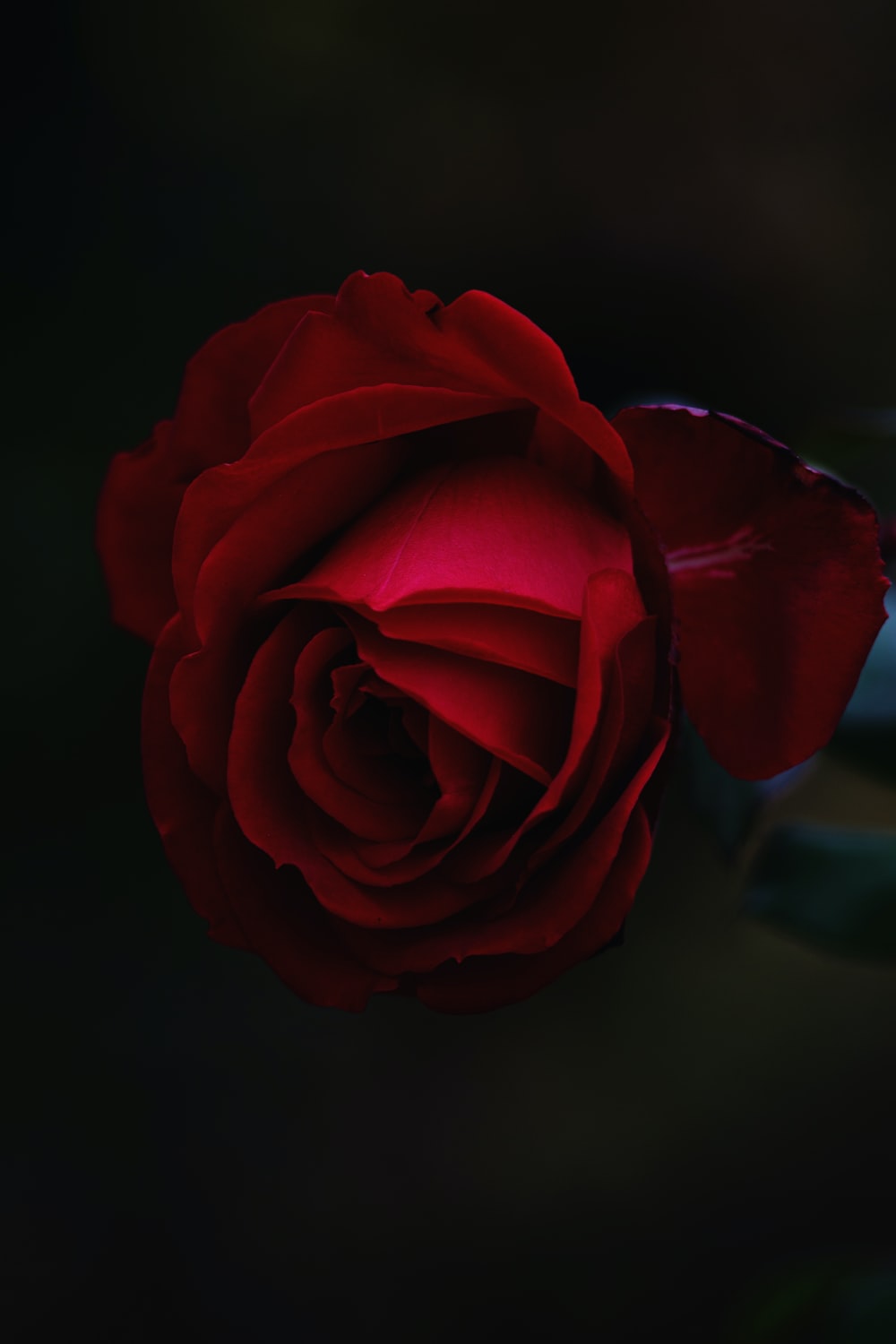Bloody Rose Pictures Image