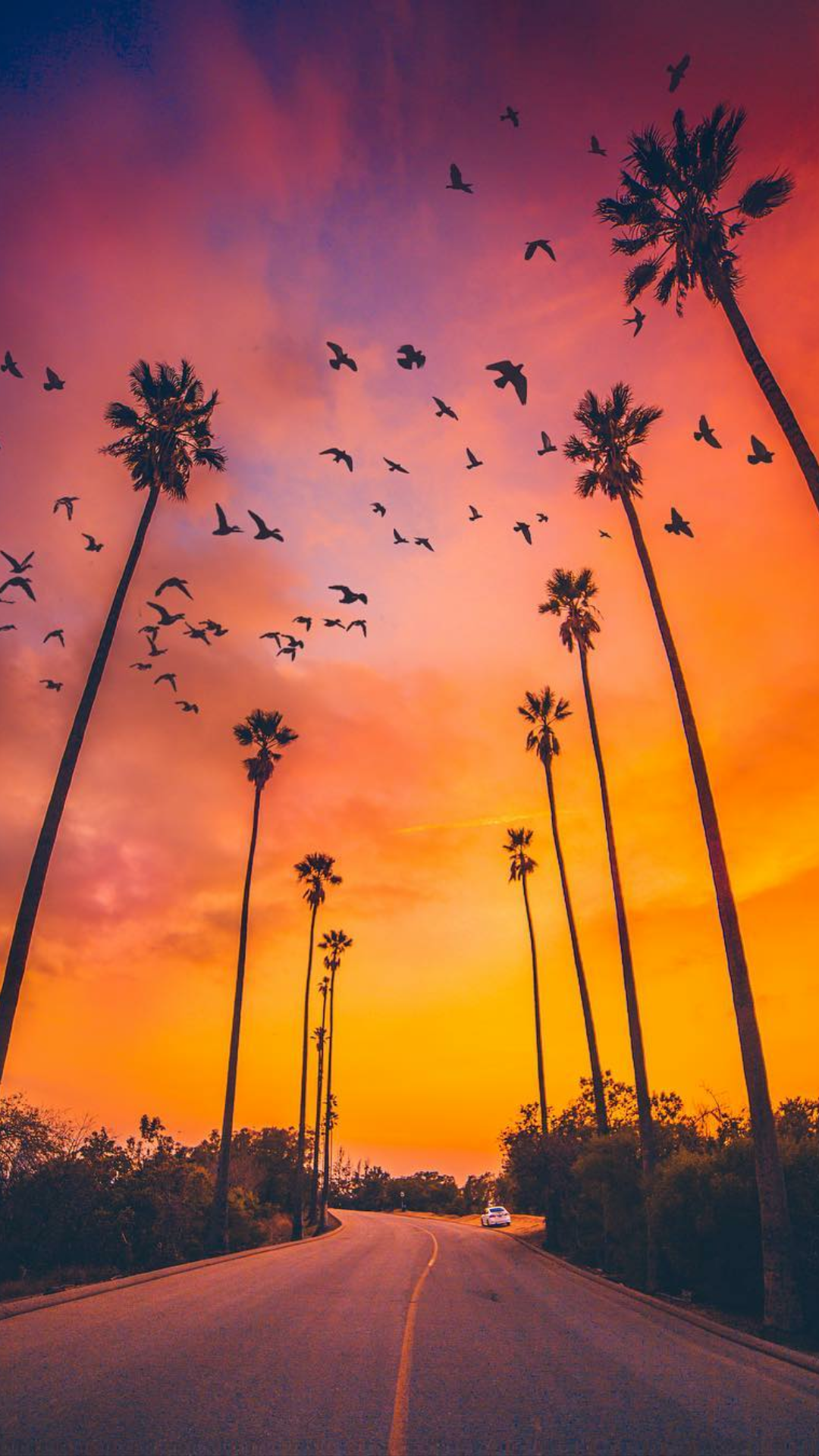 Palm Trees Sunset Nature iPhone Wallpaper
