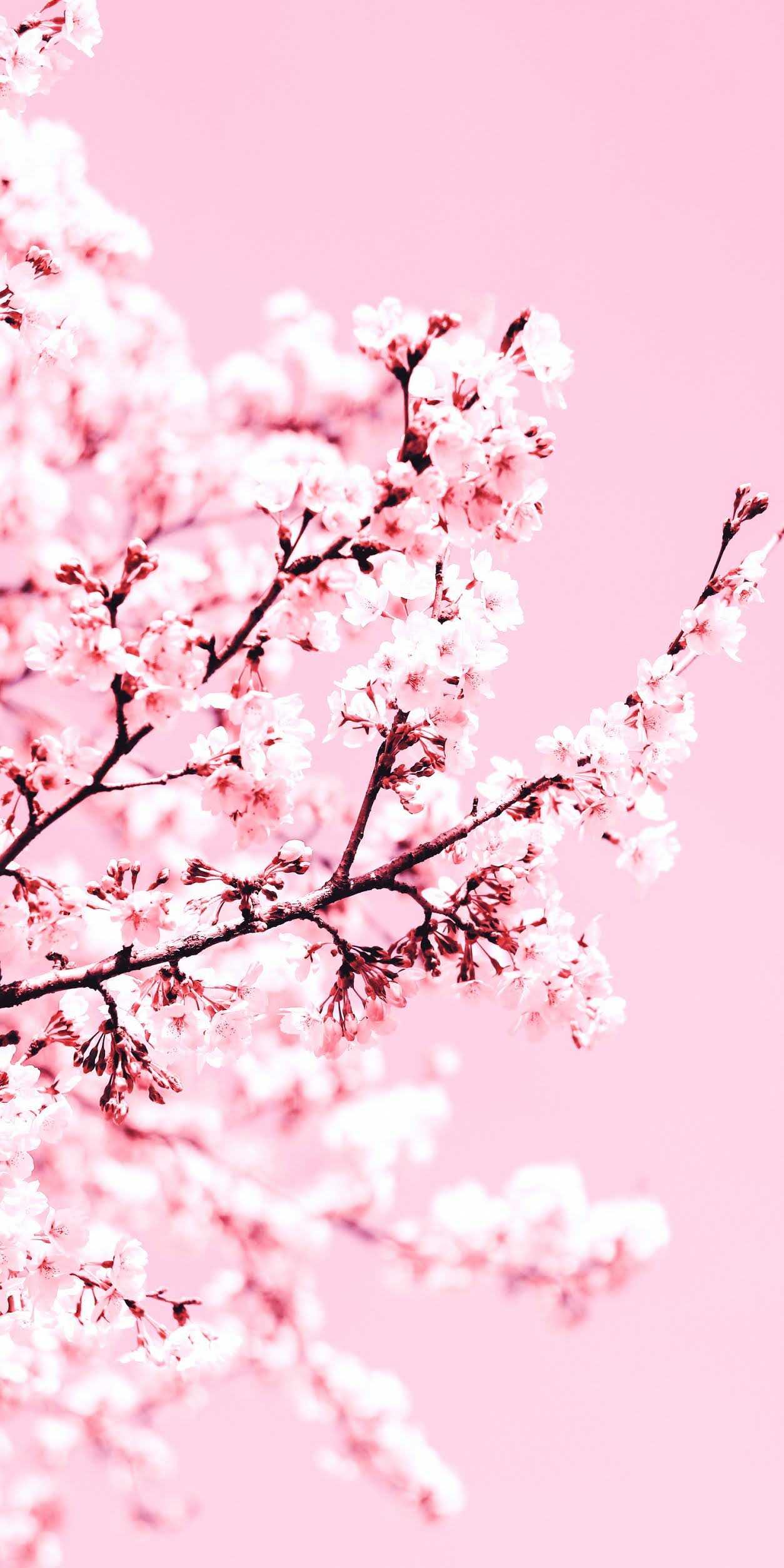 3840x2160px  free download  HD wallpaper Anime Original Braid Cape Cherry  Blossom L  Cute laptop wallpaper Anime scenery wallpaper Pink wallpaper  laptop