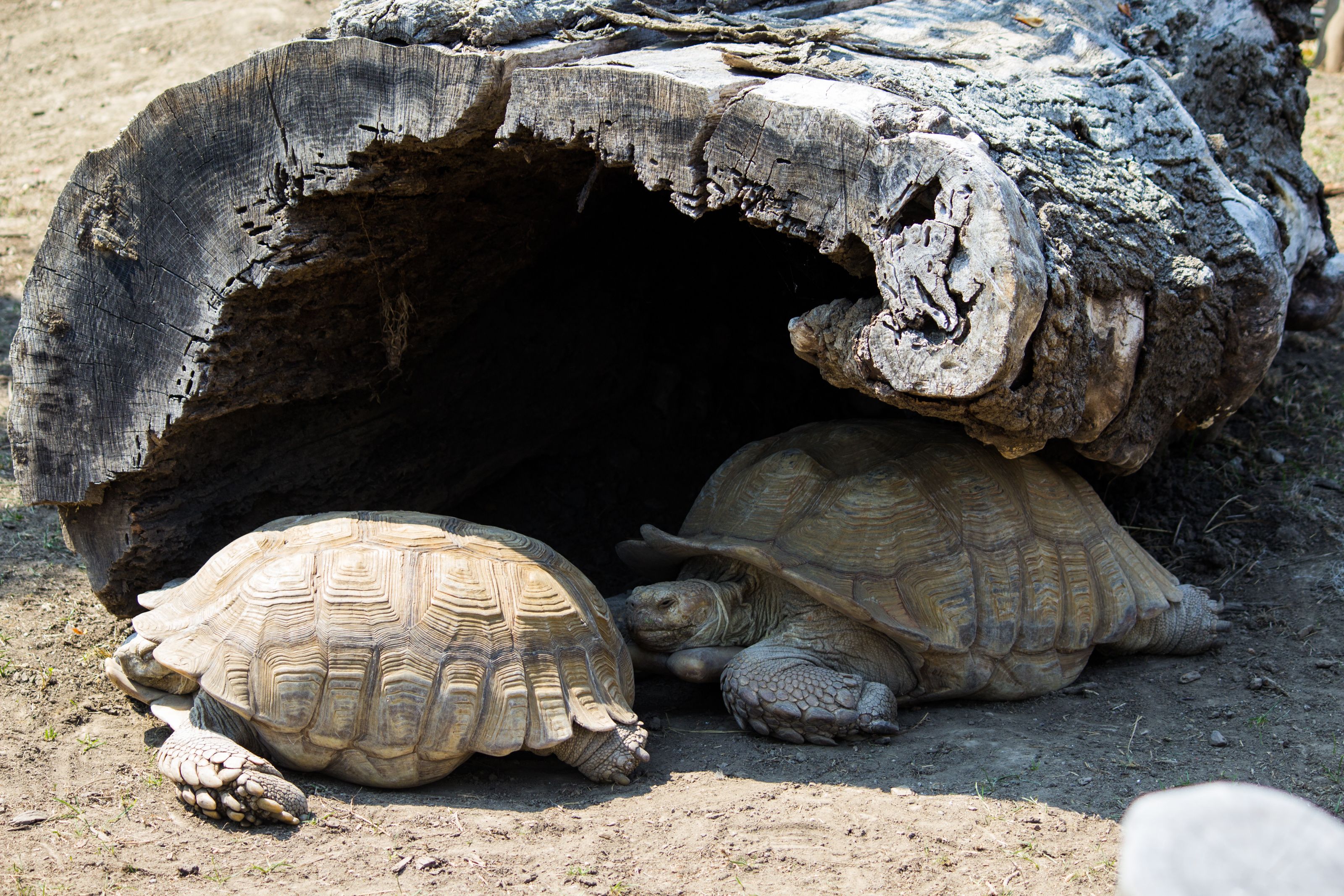 Parking Problems By Pistos Caedes Desktop Wallpaper Sulcata
