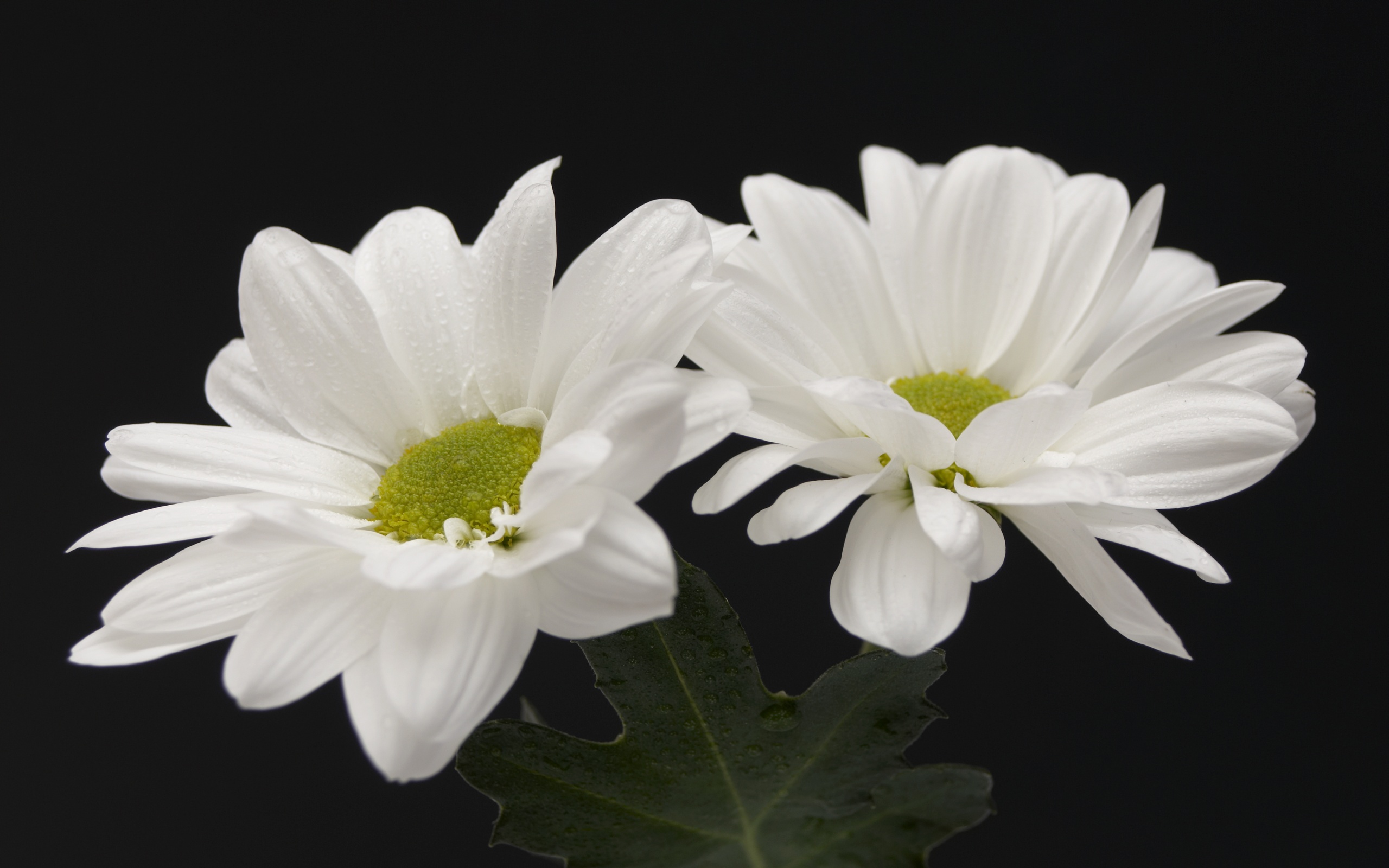 Two White Flowers Desktop Pc And Mac