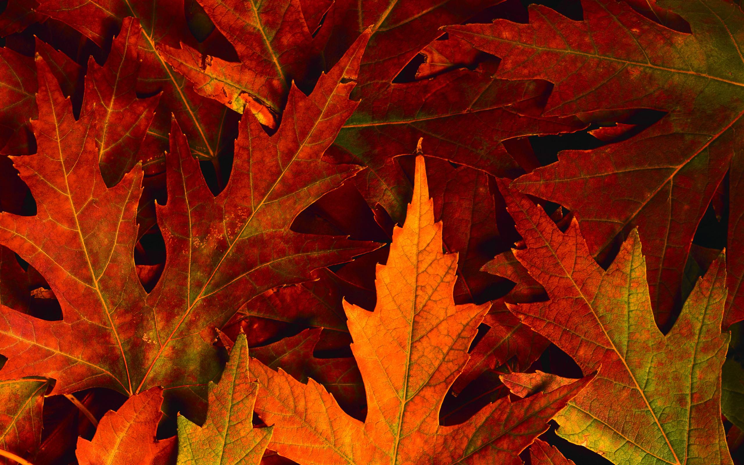 Fall Leaves Desktop Backgrounds