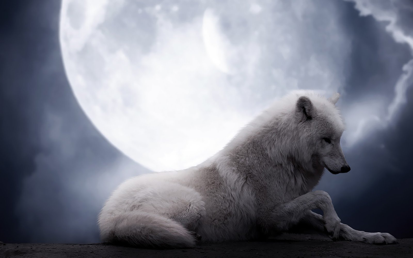 photo wolf full moon wallpaperjpg