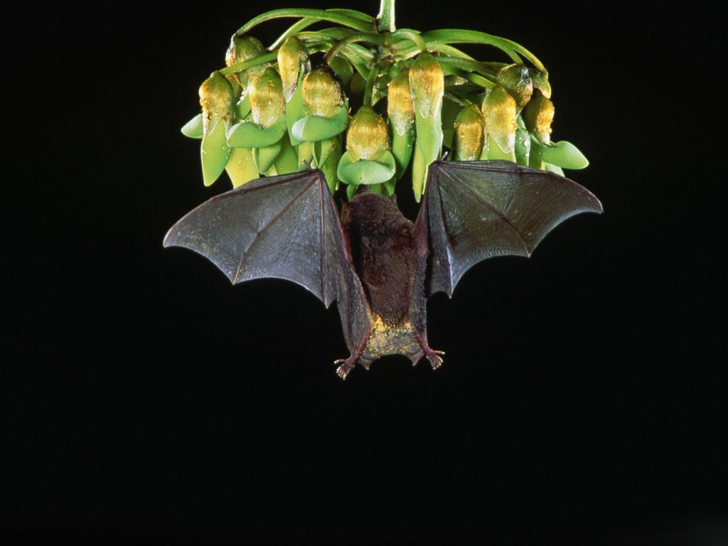 Fruit Bat Wallpaper HD In Animals Imageci