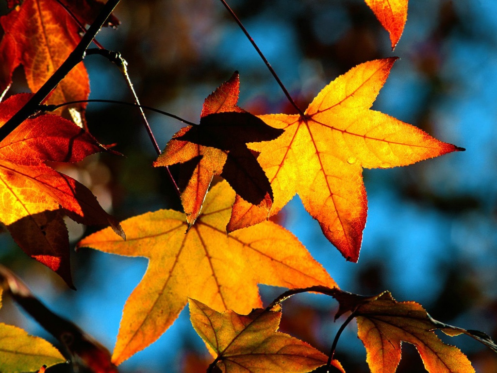 Autumn Leaves Light Desktop Pc And Mac Wallpaper