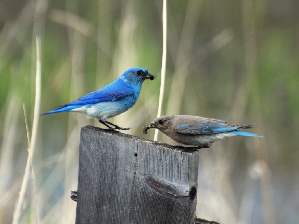 Bird Lore Mountain Bluebird My Edmonds News