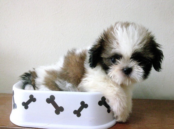 99+ Shih Tzu Puppy Cute