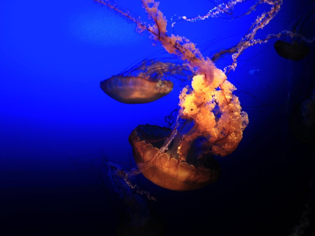 Jellyfish Wallpaper HD Print