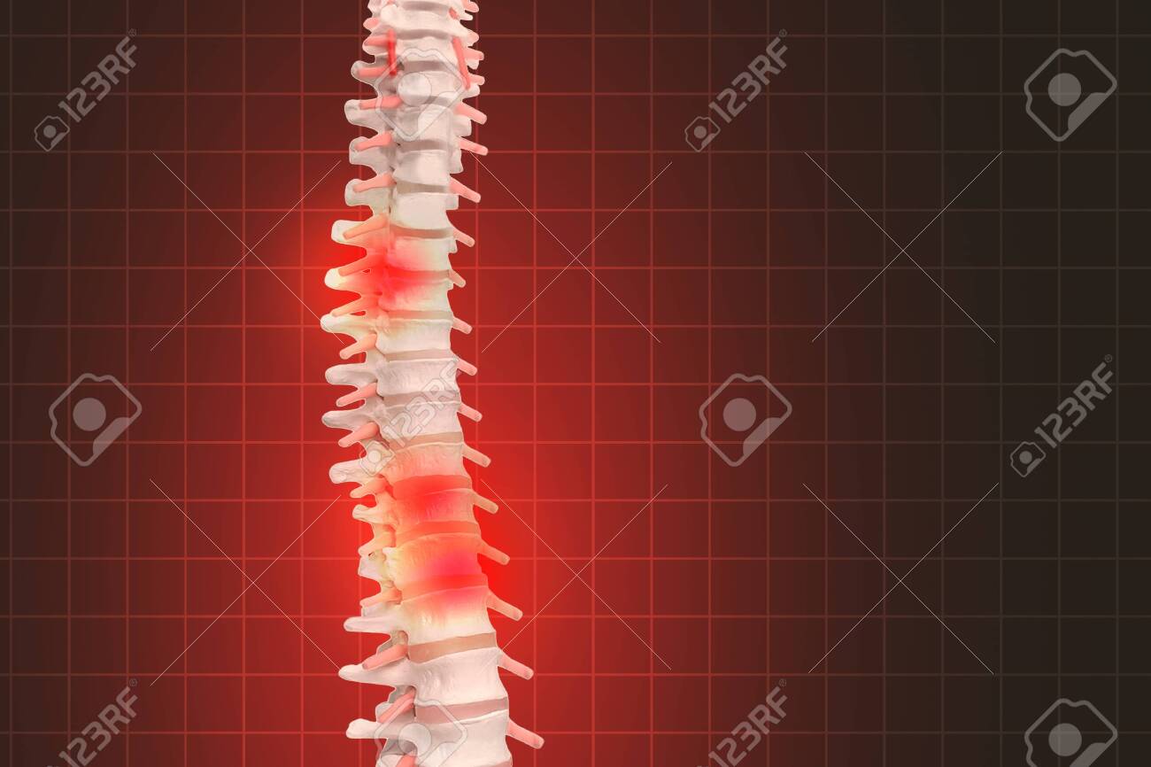 free-download-realistic-skeletal-human-spine-and-vertebral-column-or