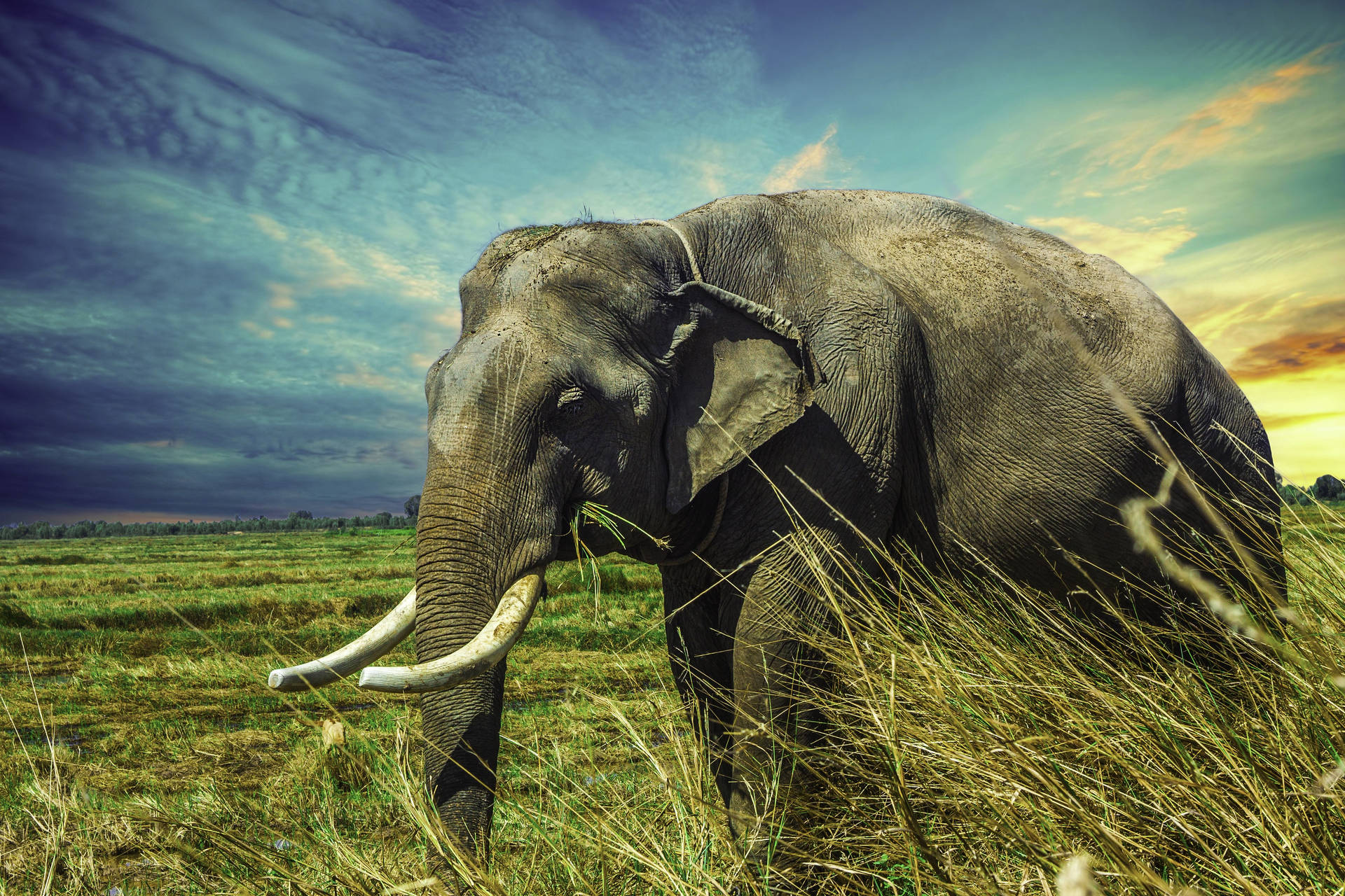 Top Elephant Wallpaper Full HD 4k To Use