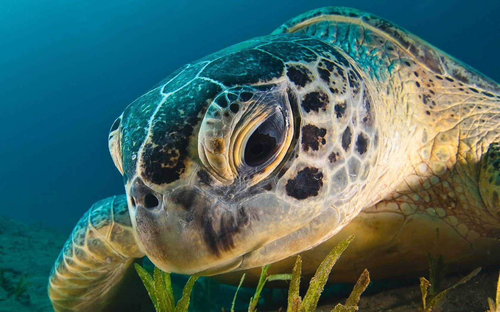 Top Cool Turtle Wallpaper Full HD 4k To Use