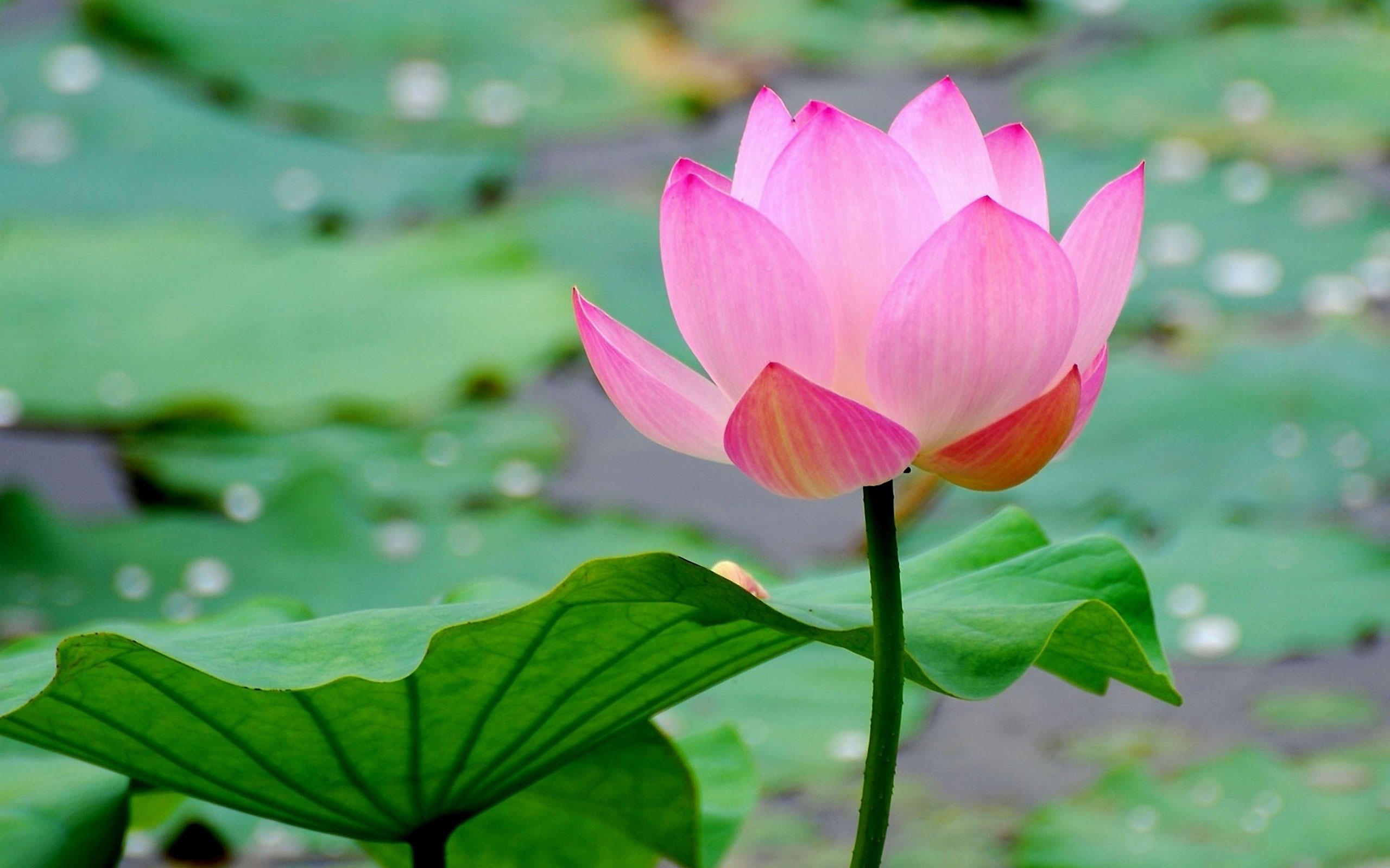 Dream Beautiful Lotus Flower Close Up Photography Desktop Wallpaper