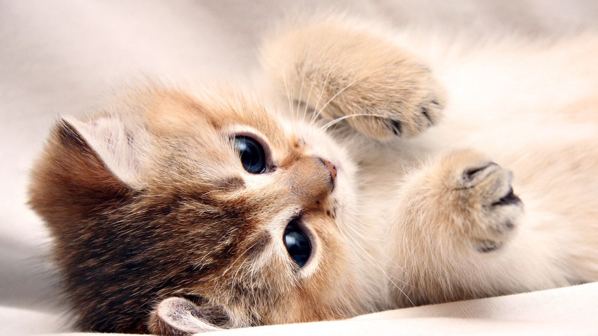 Kitten Cute Screensaver Wallpaper