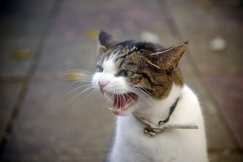 Funny Angry Cats HD Wallpaper