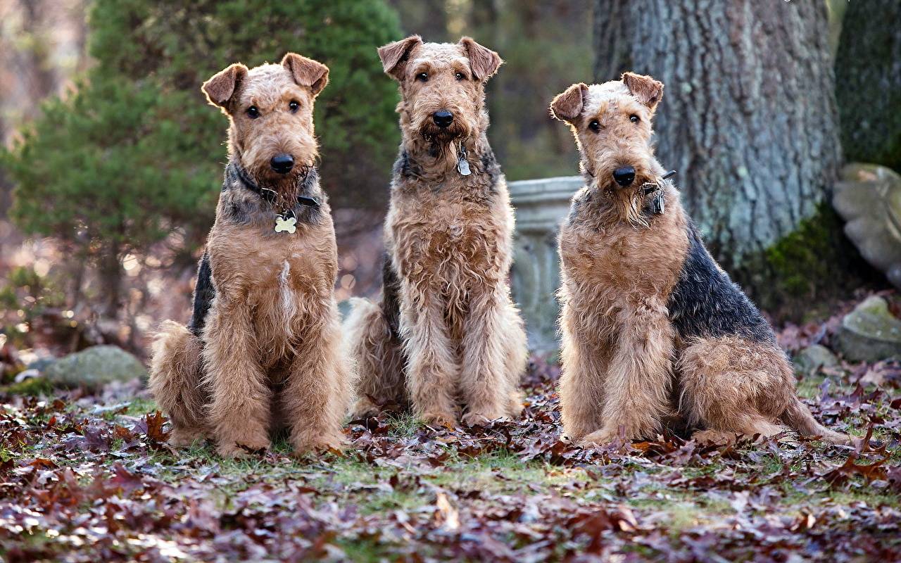 Image Airedale Terrier dog Animals 1280x800