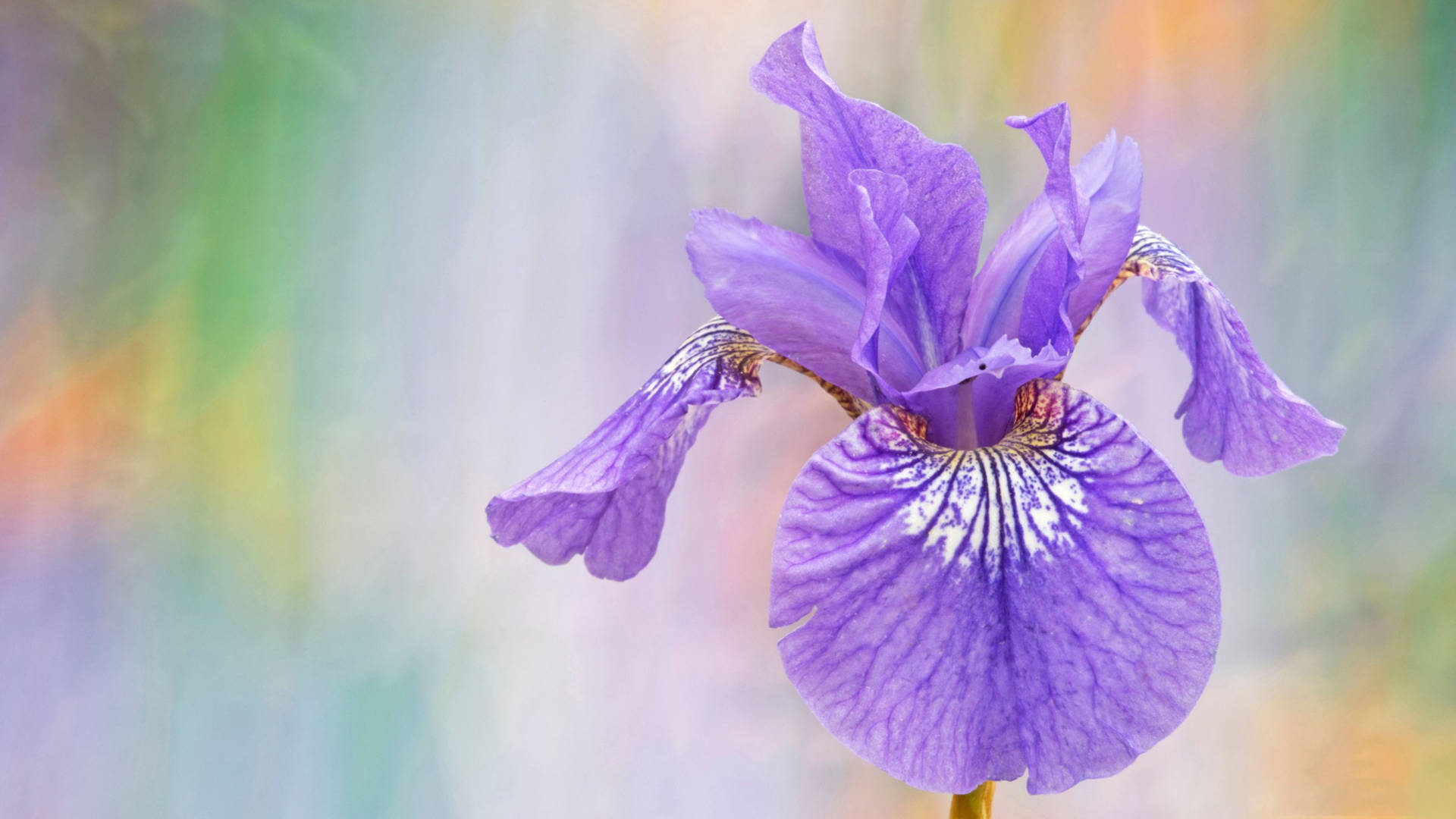 Top Iris Flower Wallpaper Full HD 4k To Use