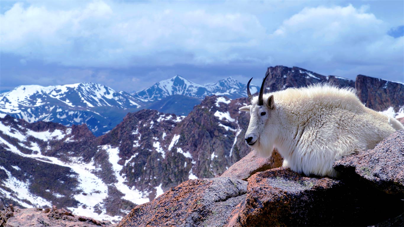 Mountain goat on Mount Evans near Denver Colorado Corbis Motion 1366x768
