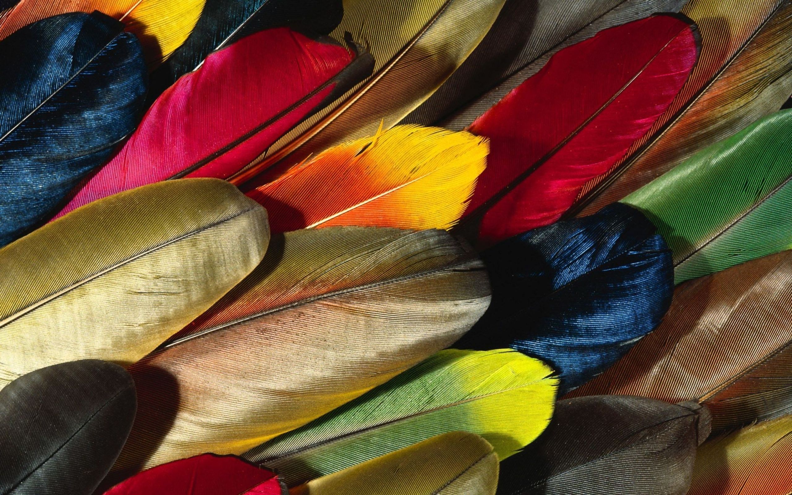 Parrot Feather Colorful HD Wallpaper
