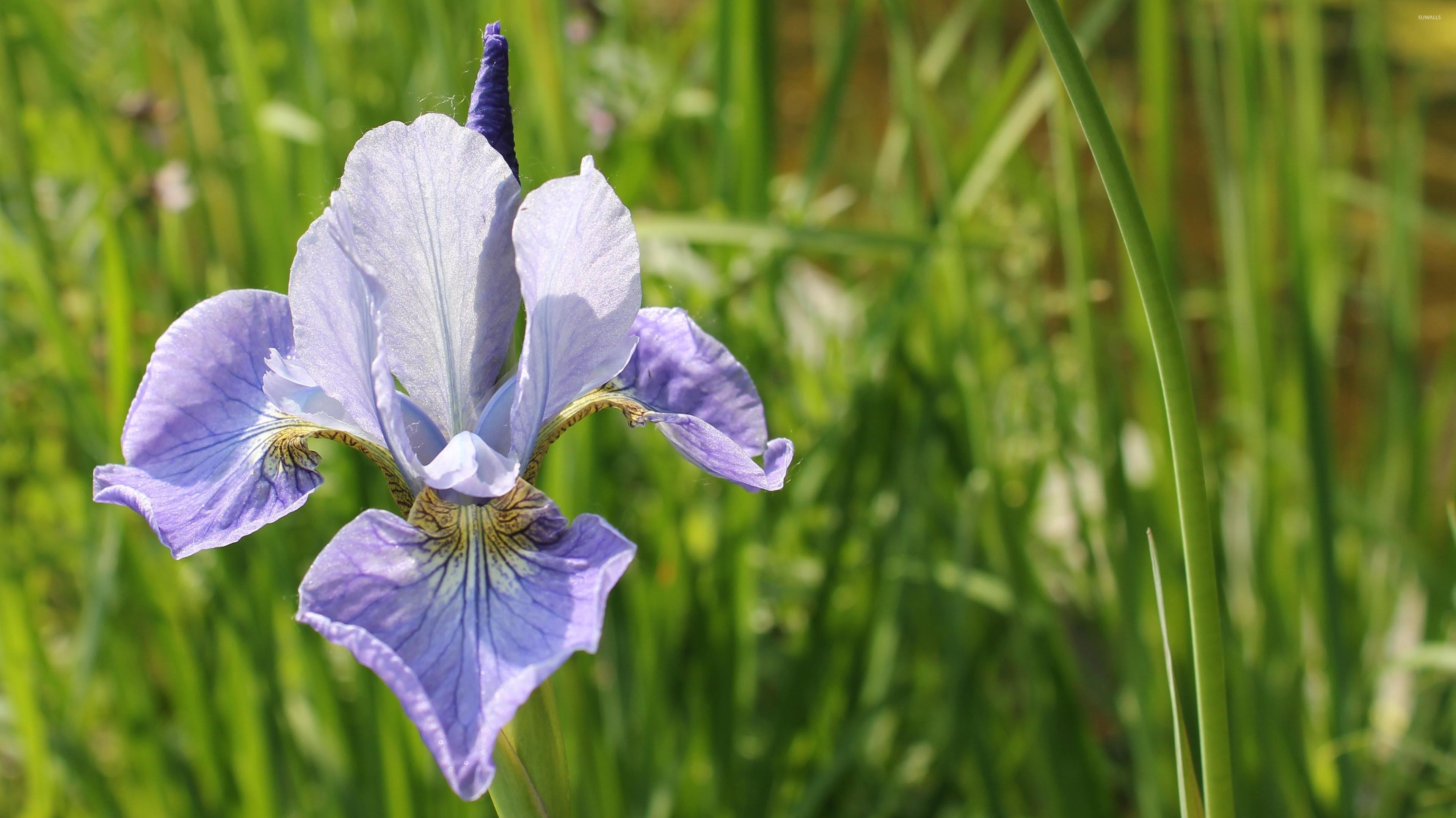 Purple Iris Wallpaper Flower