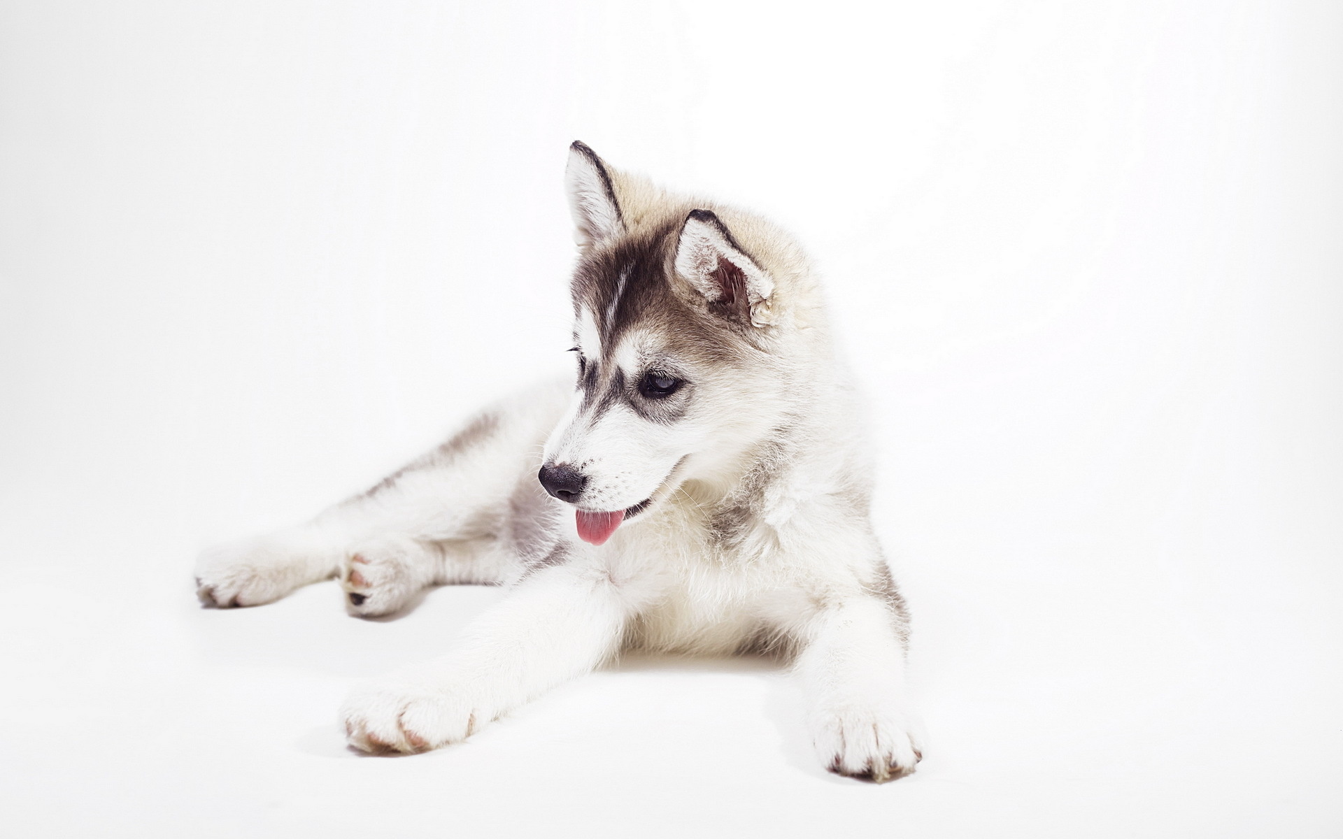 Sweet Husky Puppy Siberian Wallpaper