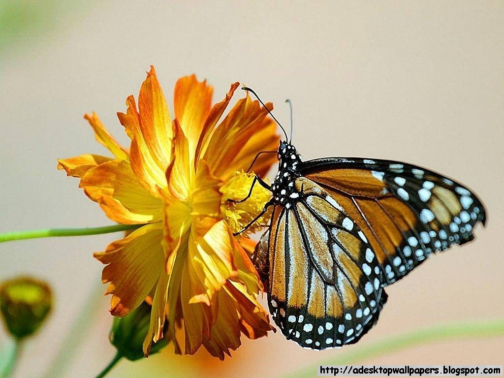 Beautiful Butterfly Animal Wallpaper Pc